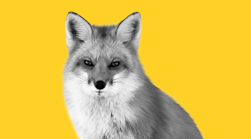 Uz dzeltena fona lapsa